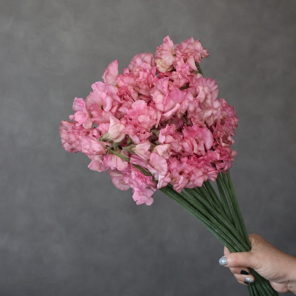 スイートピー　ゴシックブラウン　２Ｌ ４Ｐ 