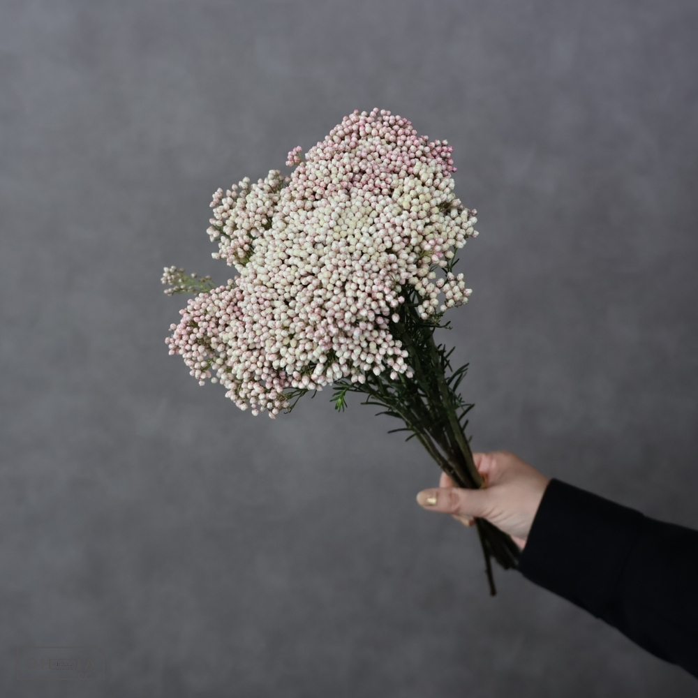 ライスフラワー　ピンク　  50cm 