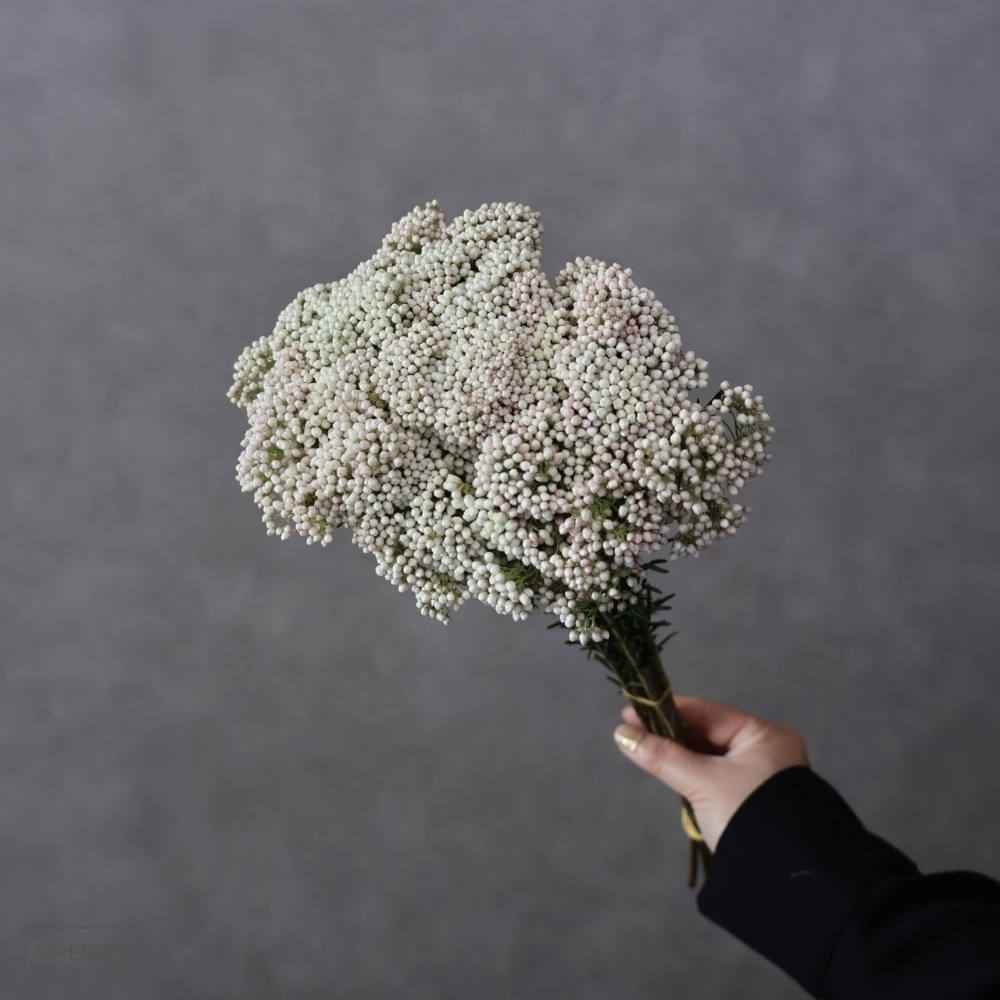 ライスフラワー　ホワイト　  50cm 