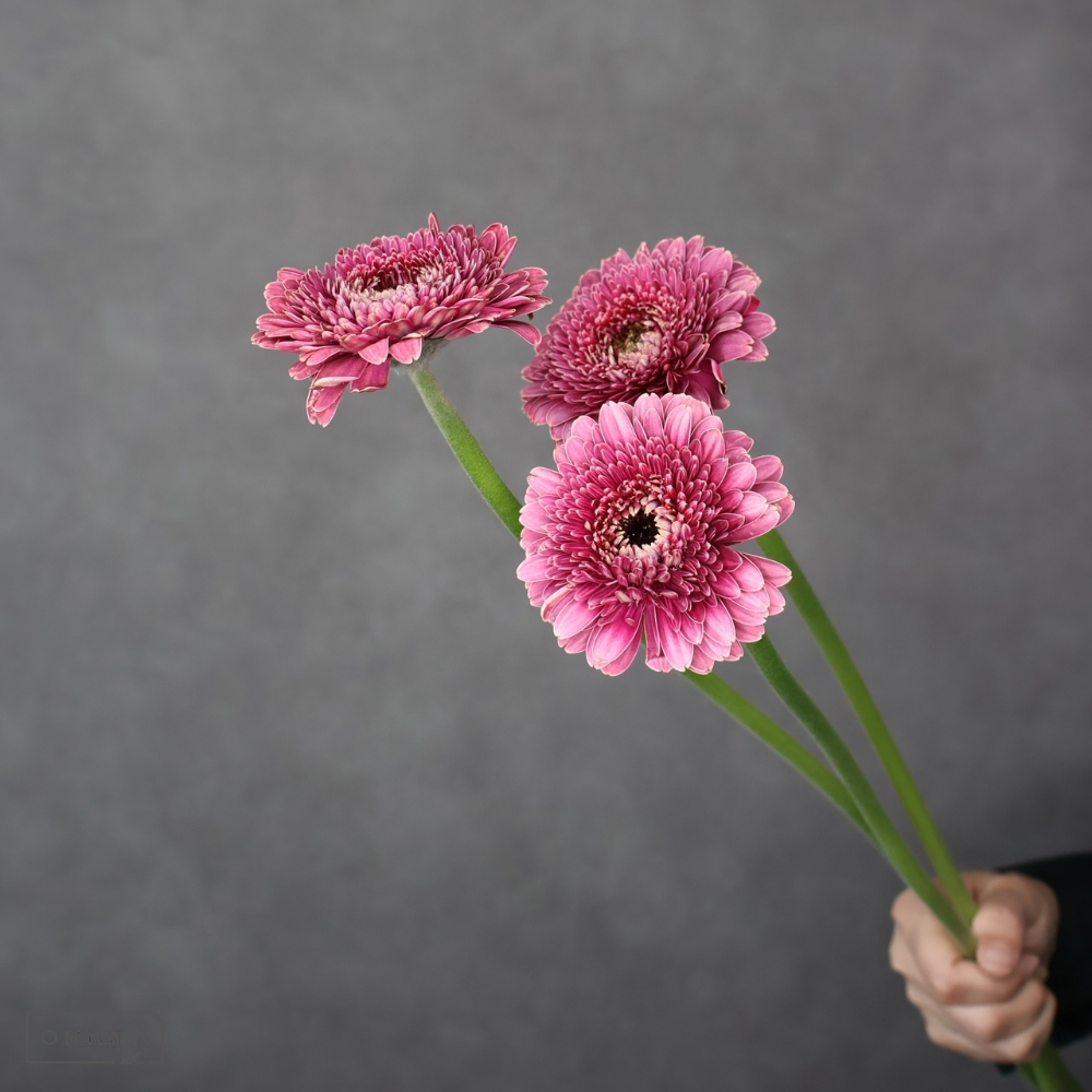 ガーベラポンポン　シック ※25本束　秀2L 