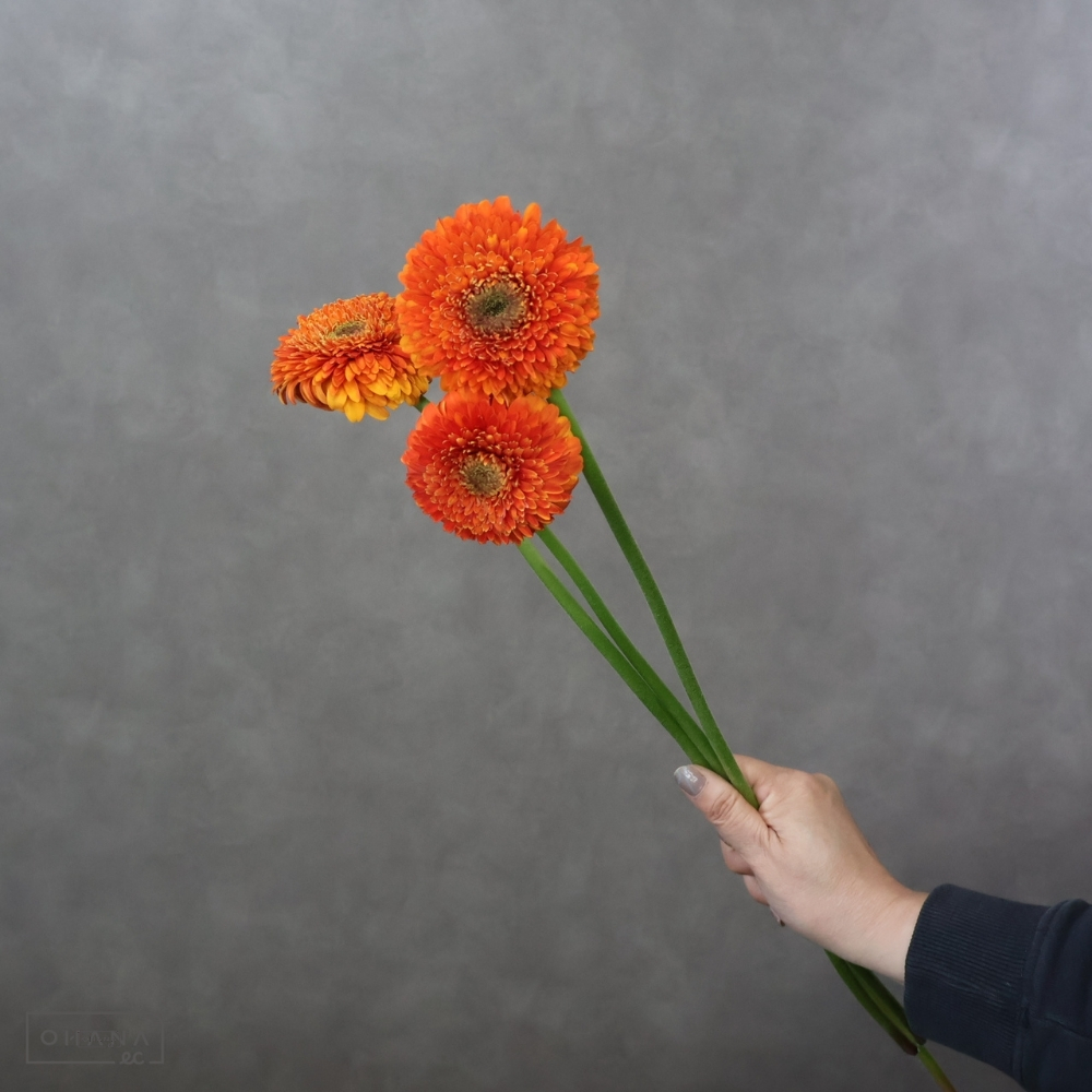 ガーベラポンポン　オルセン　秀 2L ※25本束