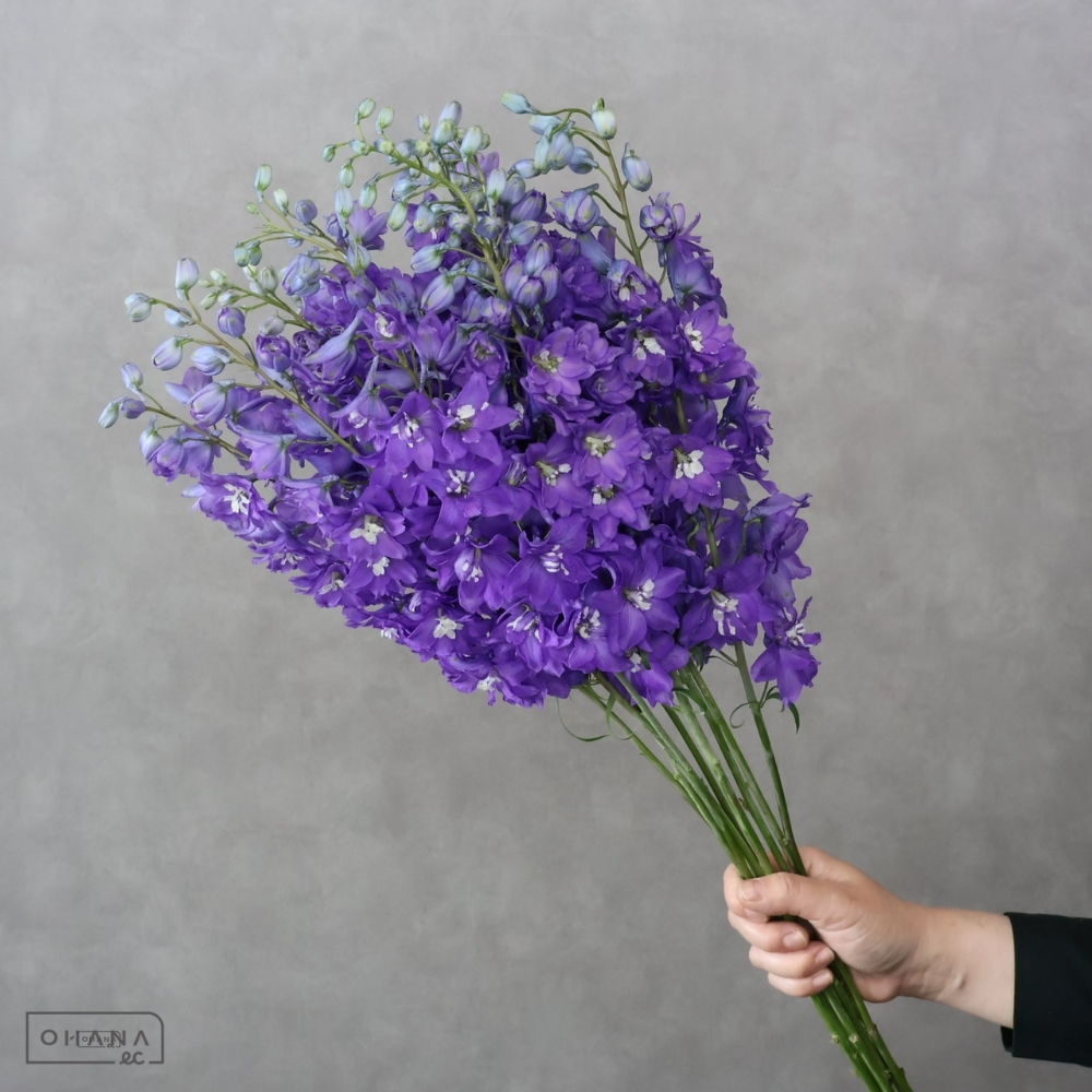 デルフィ　セリーネパープル　優 90-80 