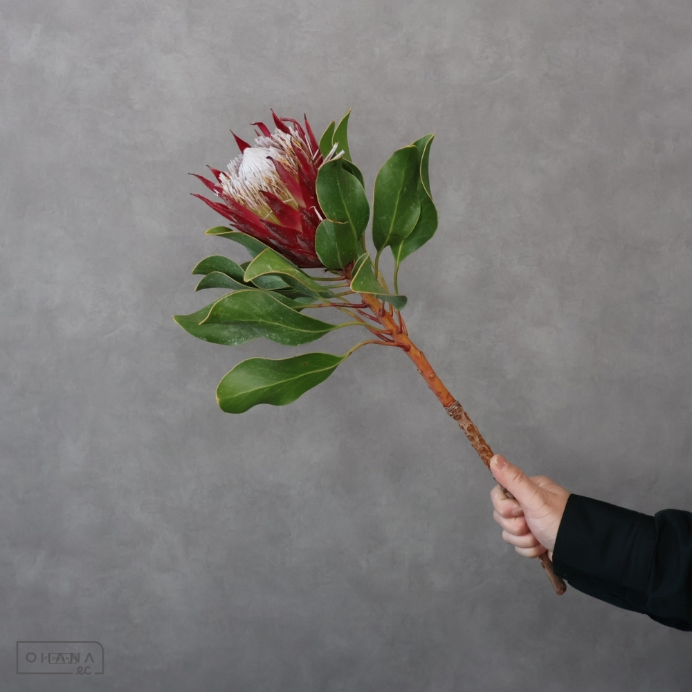 プロテア キングプロテア マディバ  40cm