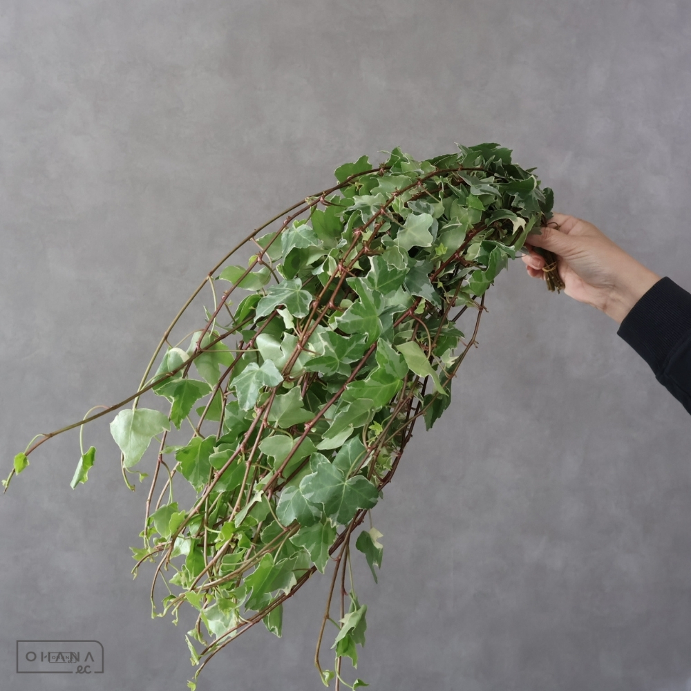 アイビー斑入　グレイシャー　 50cm 