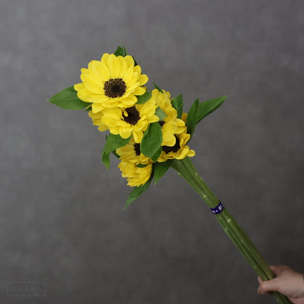 ヒマワリ　ビンセントポメロ　 90cm ■発送時は75cm以下にカット