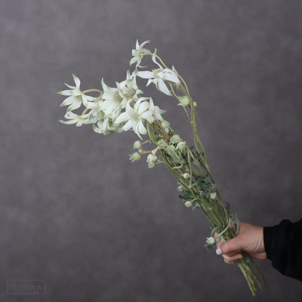 フランネルフラワー　ファンシーマリエ　 2～3輪 60cm