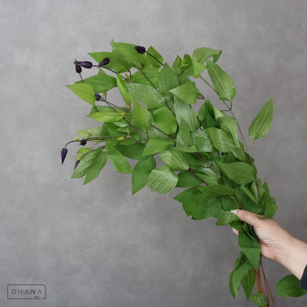 クレマチス デュランディ 70cm