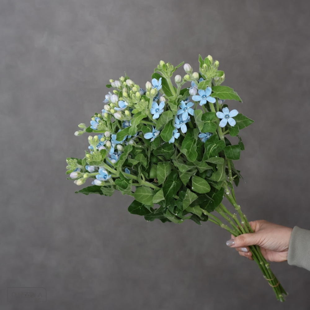 オキシペタウム　ピュアブルー　秀２Ｌ