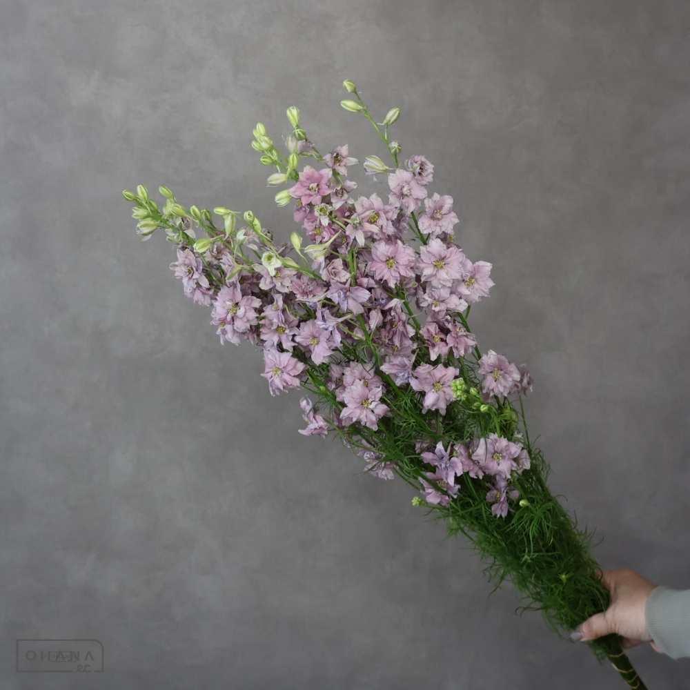 千鳥草ミ スティラベンダー 秀80cm ■発送時は75cm以下にカット