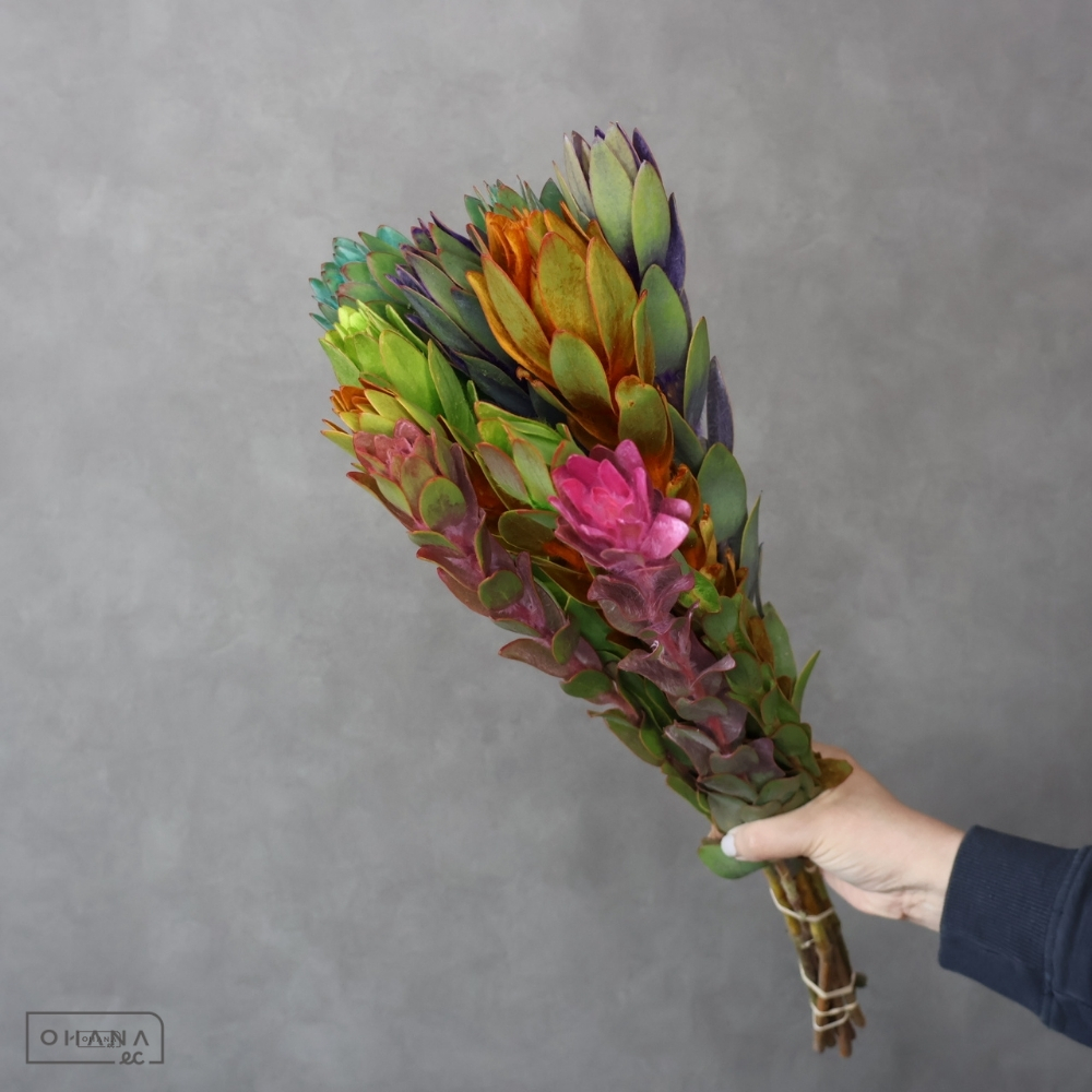 リューカデンドロ　ネルボサム染ＭＩＸ