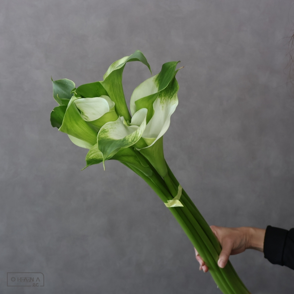 カラー　グリーン  90-75cm ■発送時は75cm以下にカット