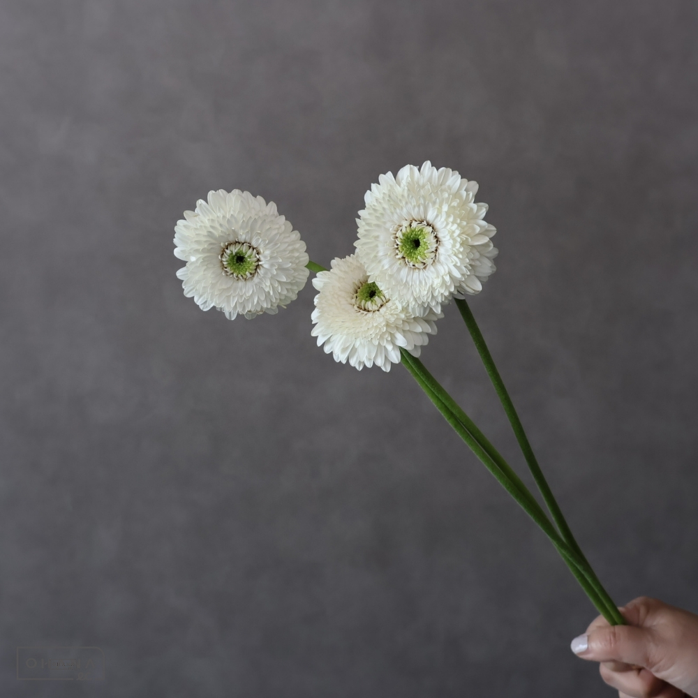 ガーベラ ボレロモナモナ 秀2L