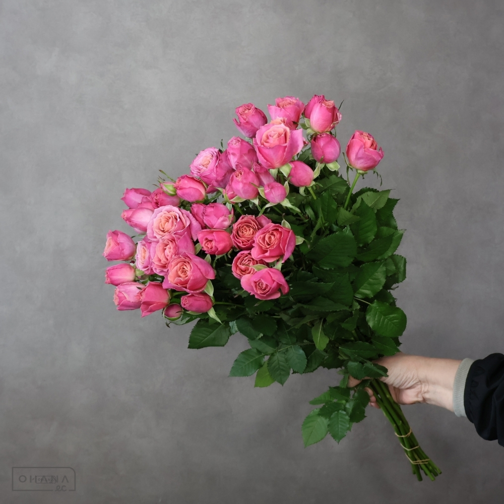 スプレーバラ グレースサラ 秀60cm