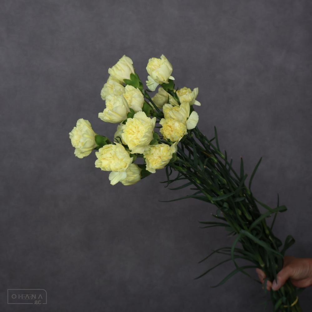 カーネ黄　エマ ※16本束　 70cm