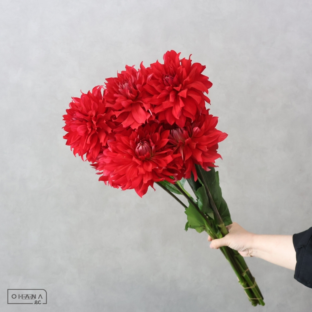 ダリア赤　ガーネット　秀優 70-60 