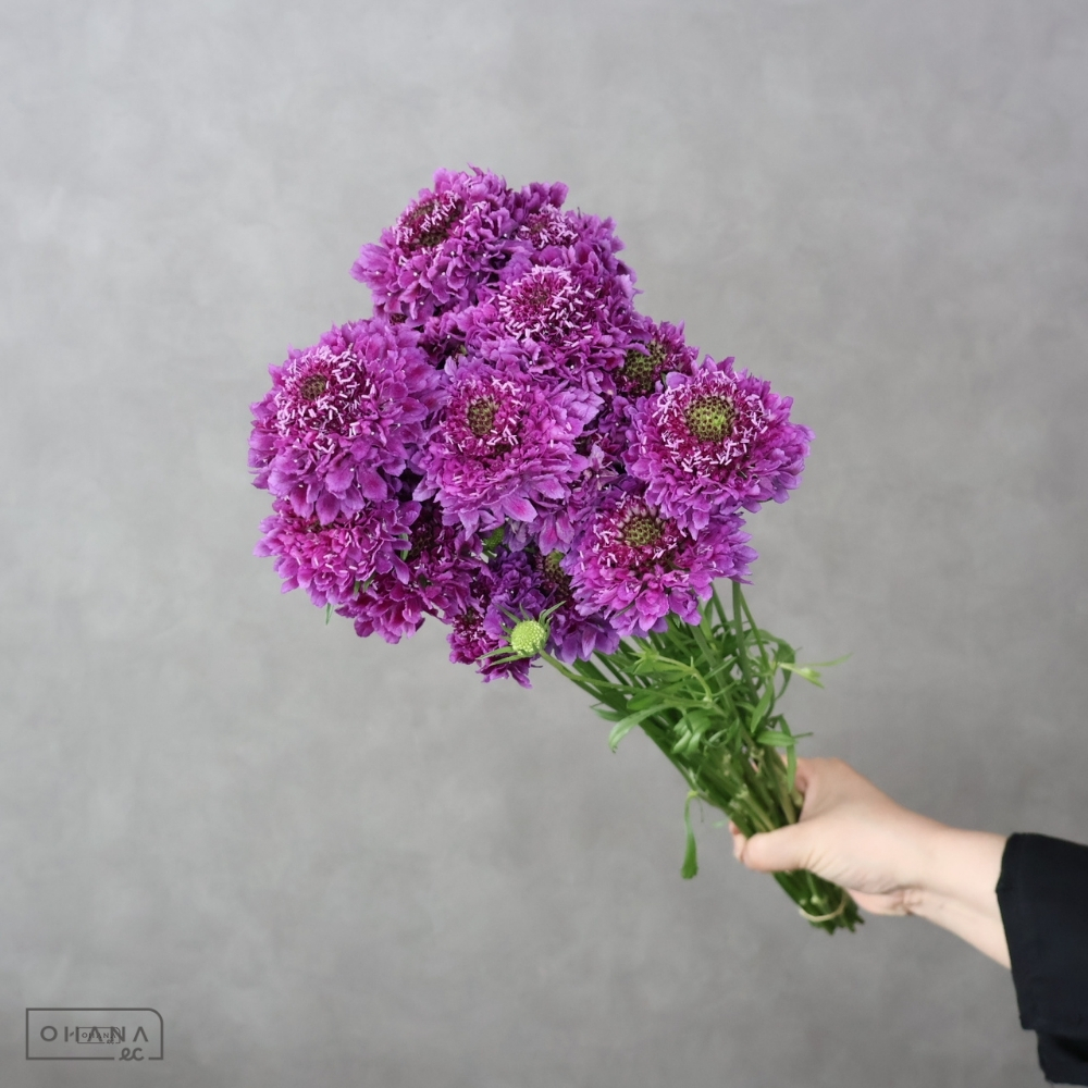 スカピオサ　ラオウユカリ  ※5本束　秀 60-50cm大輪