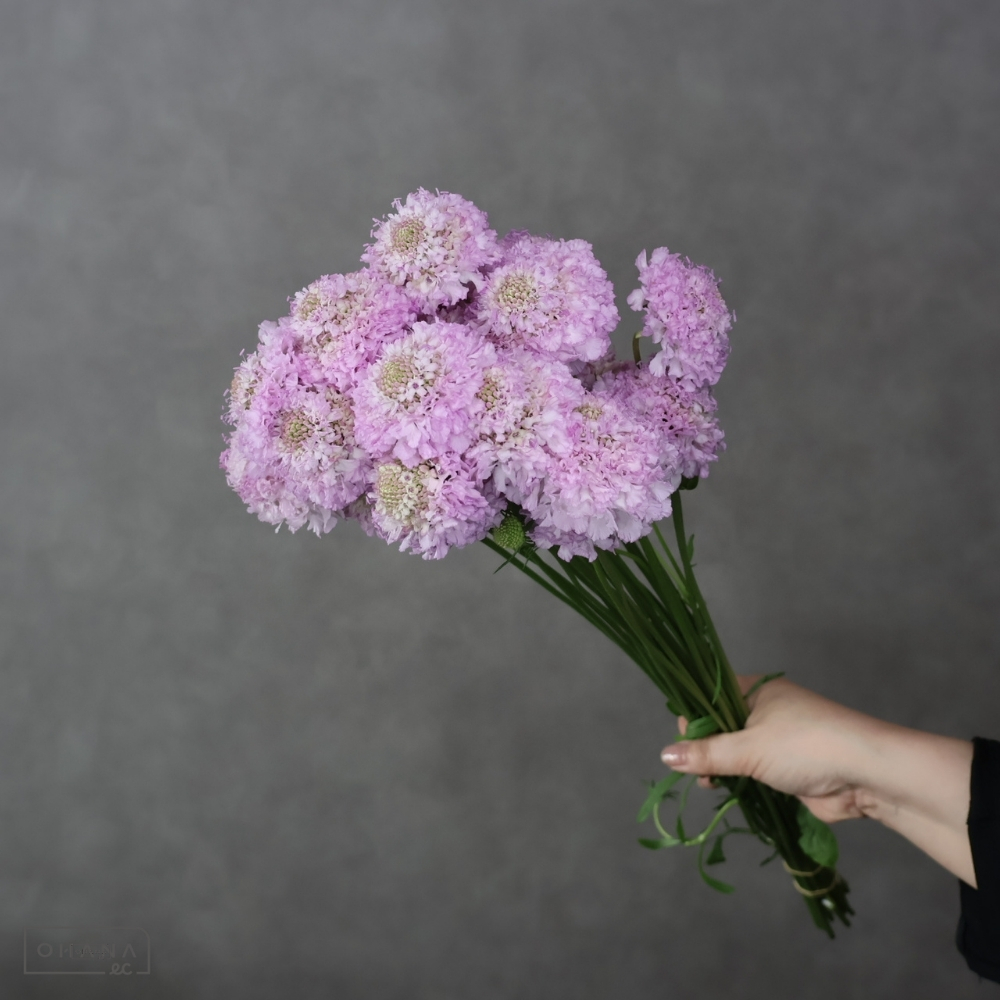 スカビオサ　フリフリリエール ※25本束　秀 30cm