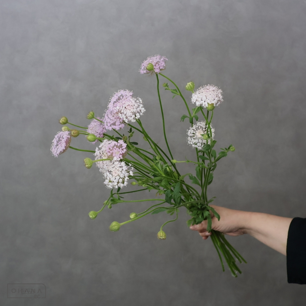 ディディスカスピンク　　秀 60cm 