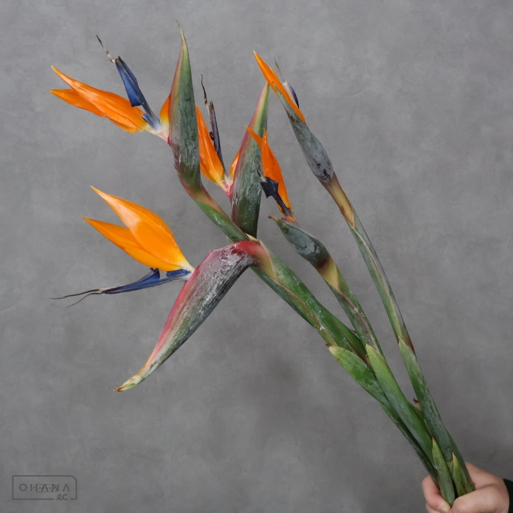 ストレチア　　　Ａ ２Ｓ