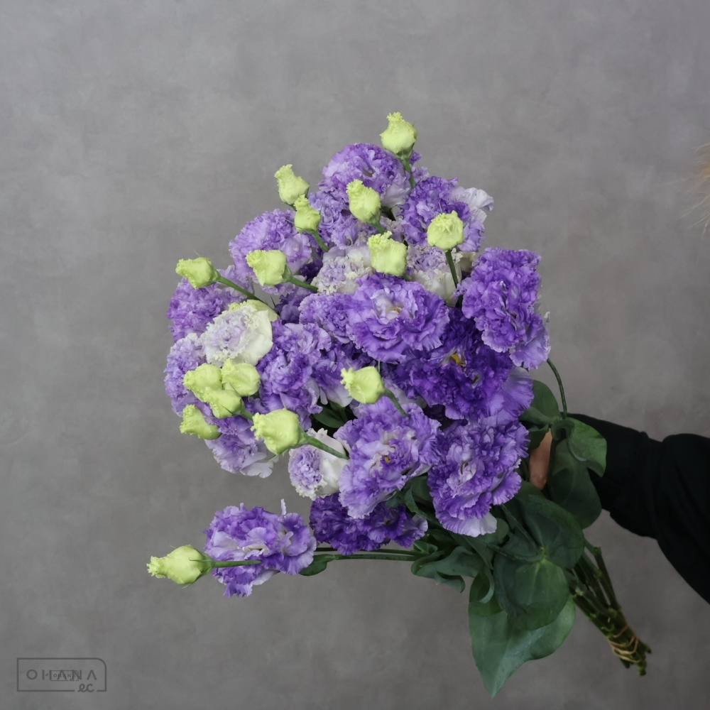 トルコキキョウ　ボヤージュブルーシェイク 秀 ３輪 70cm