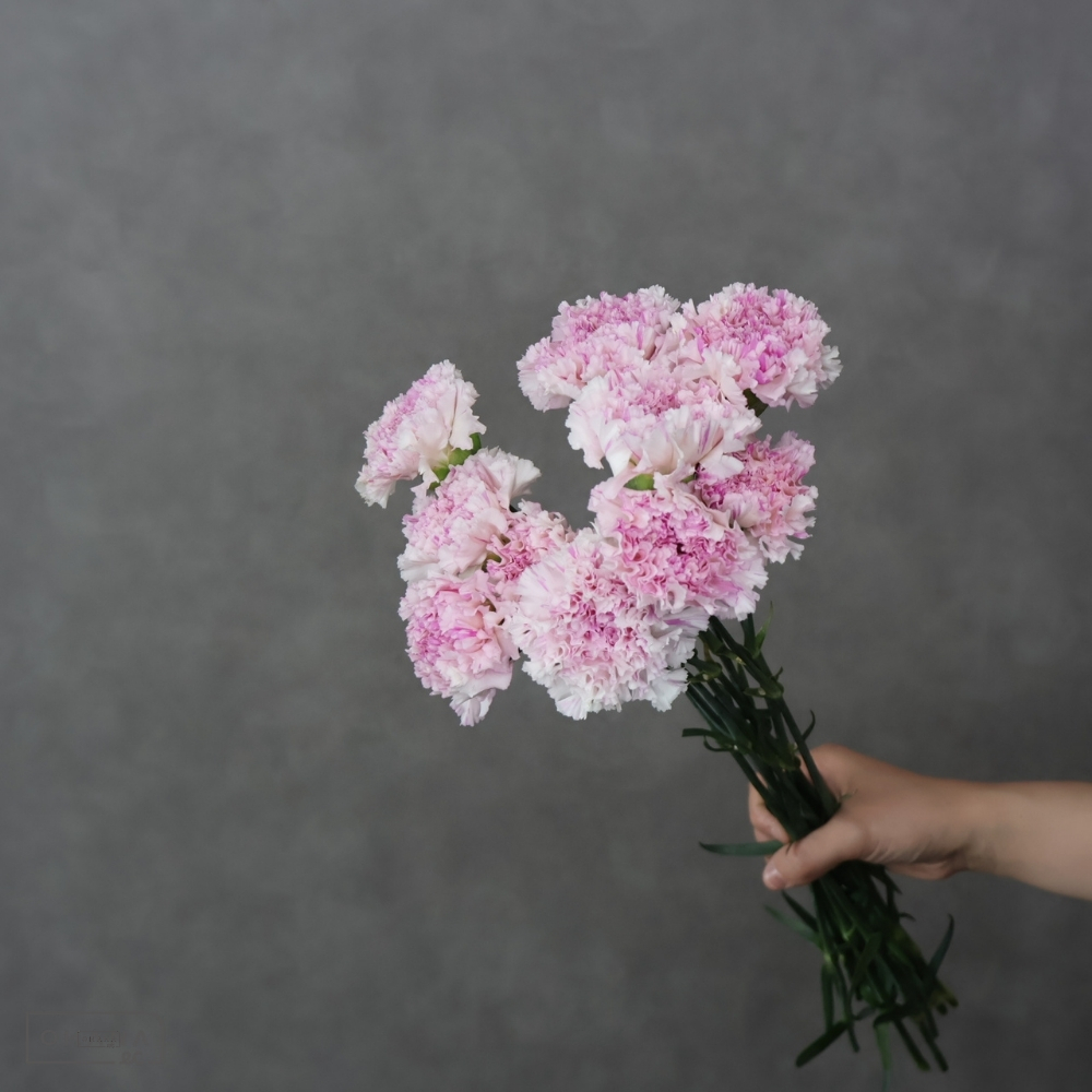 カーネーション　シャララピコ　特級 65cm