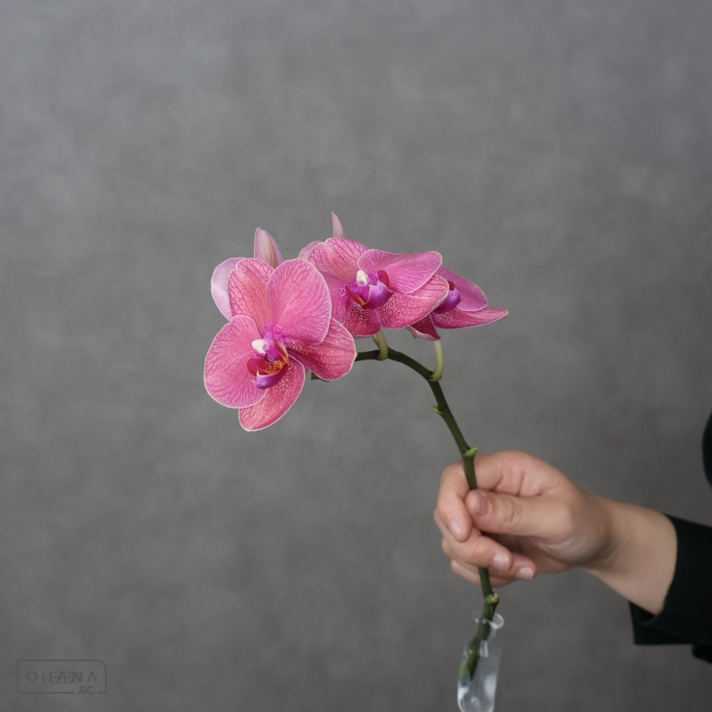 ミディコチョウラン　ナツメ　秀