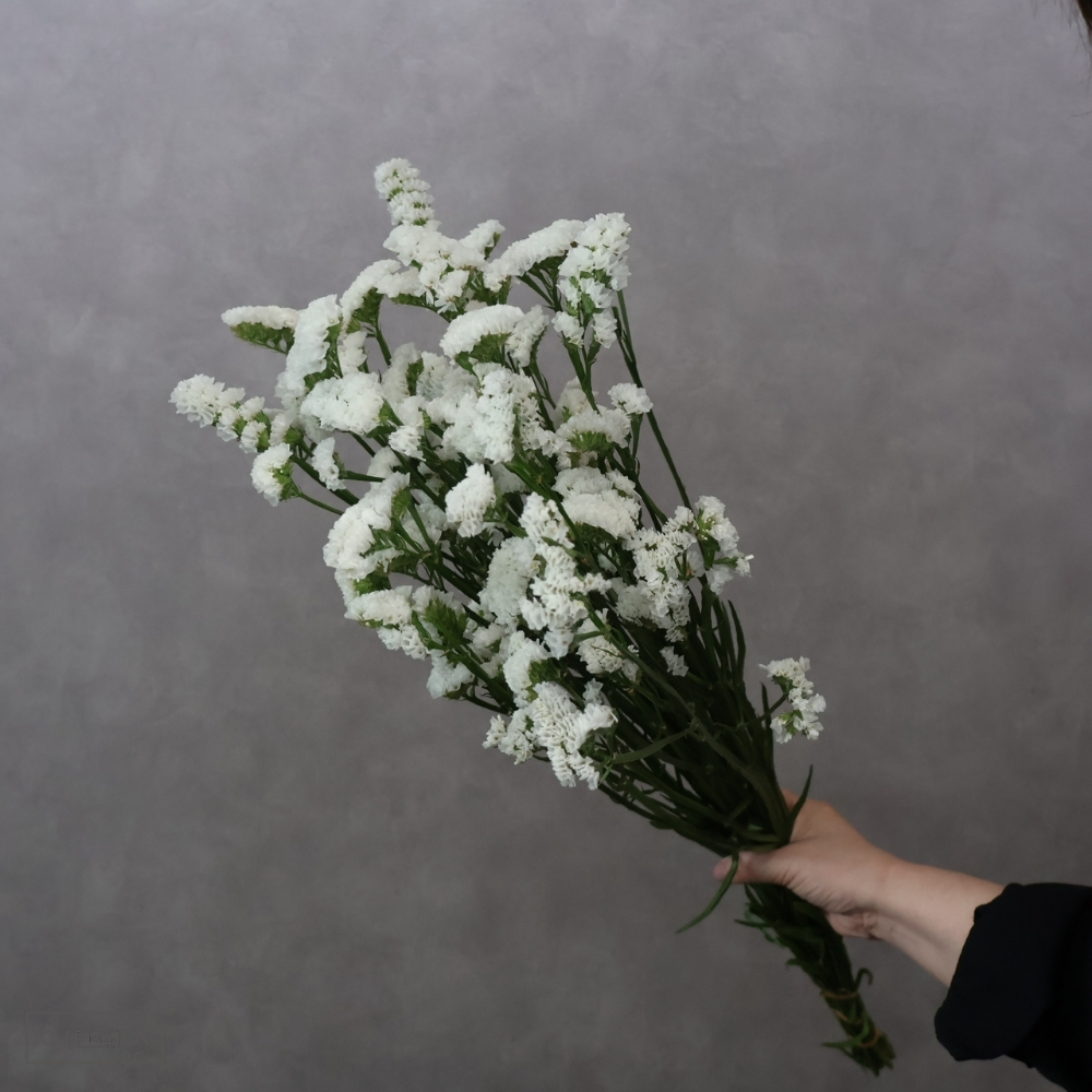 スターチス白　ジュエリーホワイト　秀 70cm  ※9本束