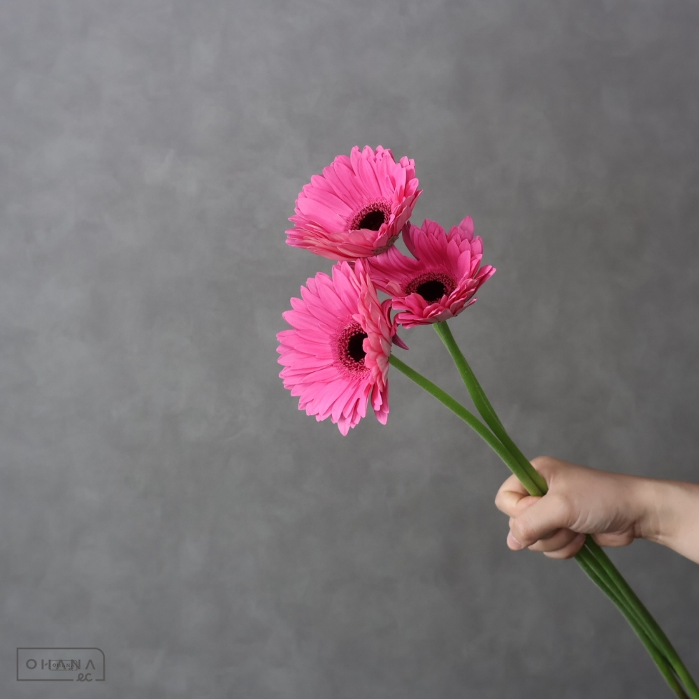 ガーベラ アルゴス 秀2L 大輪