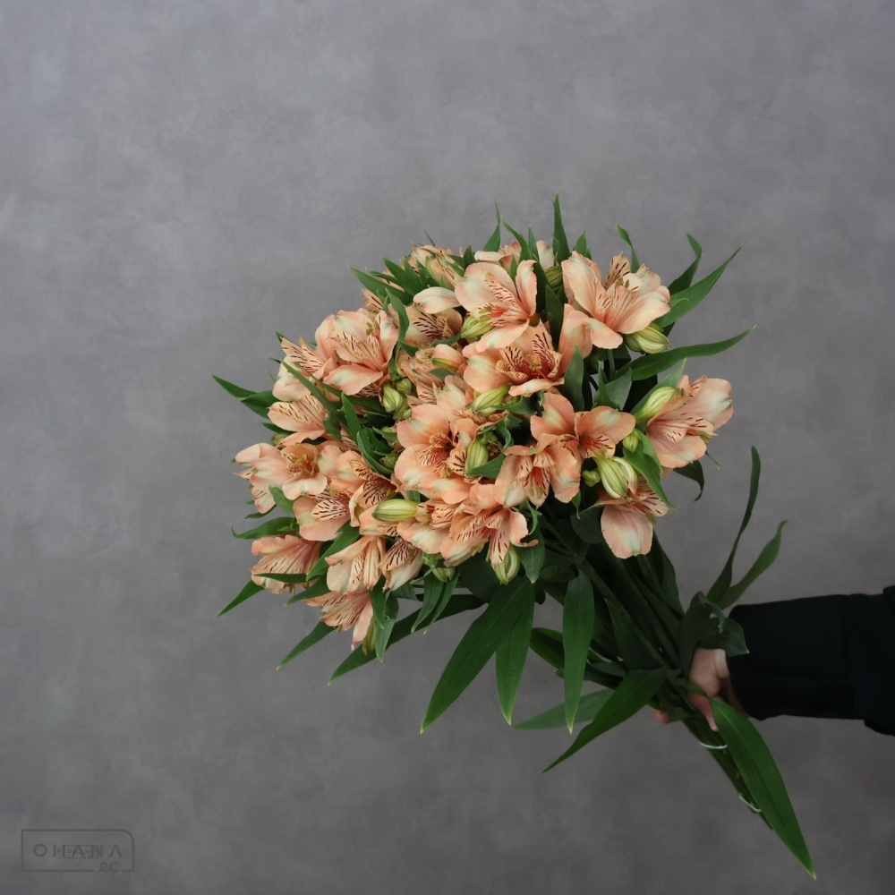 アルストロメリア　キャニオン　60cm 