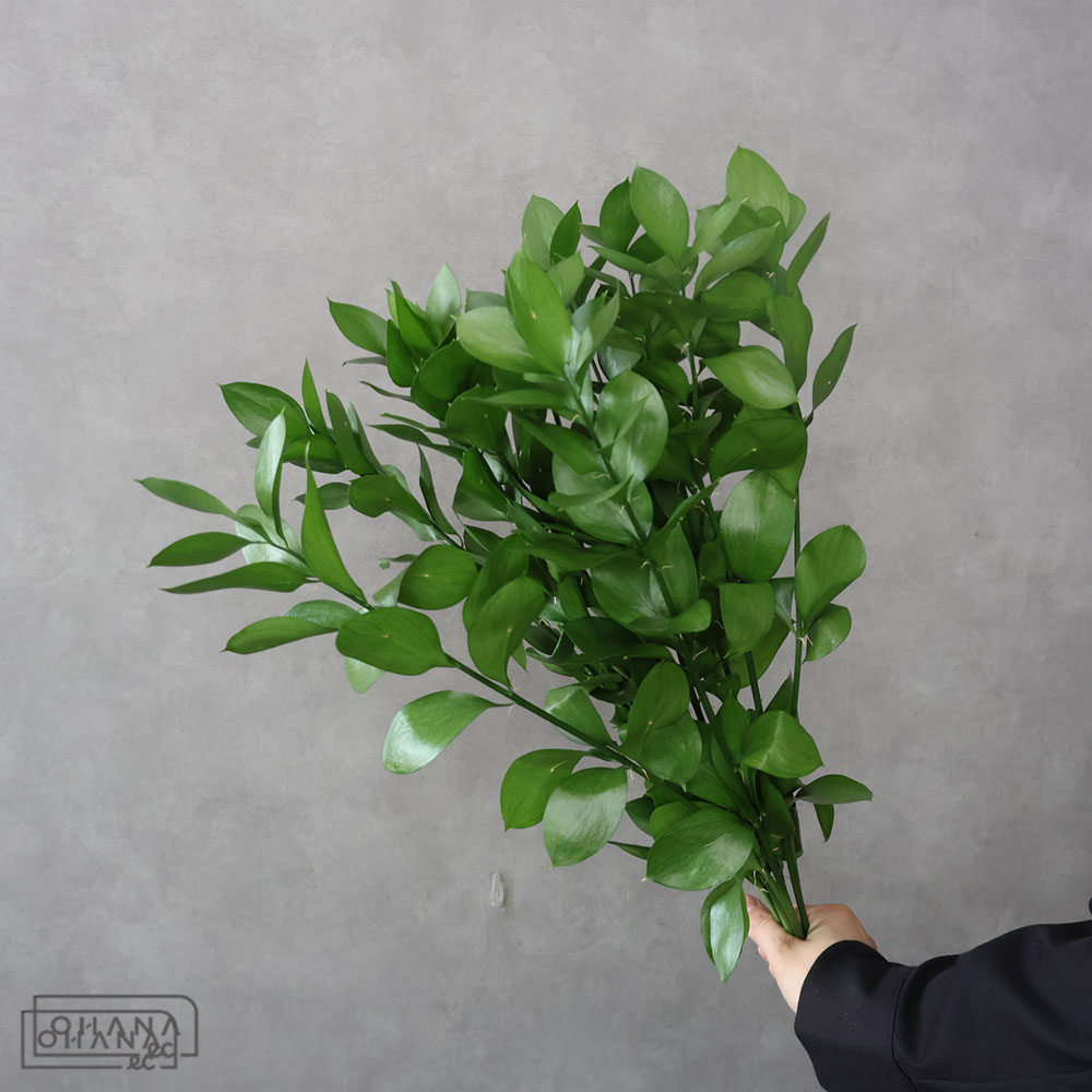 ルスカス　丸葉　 70cm