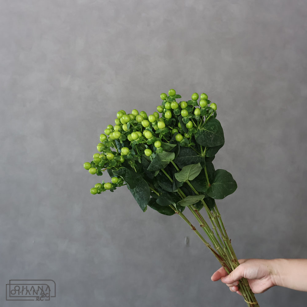 ヒペリカム　ココバンブー　 70cm