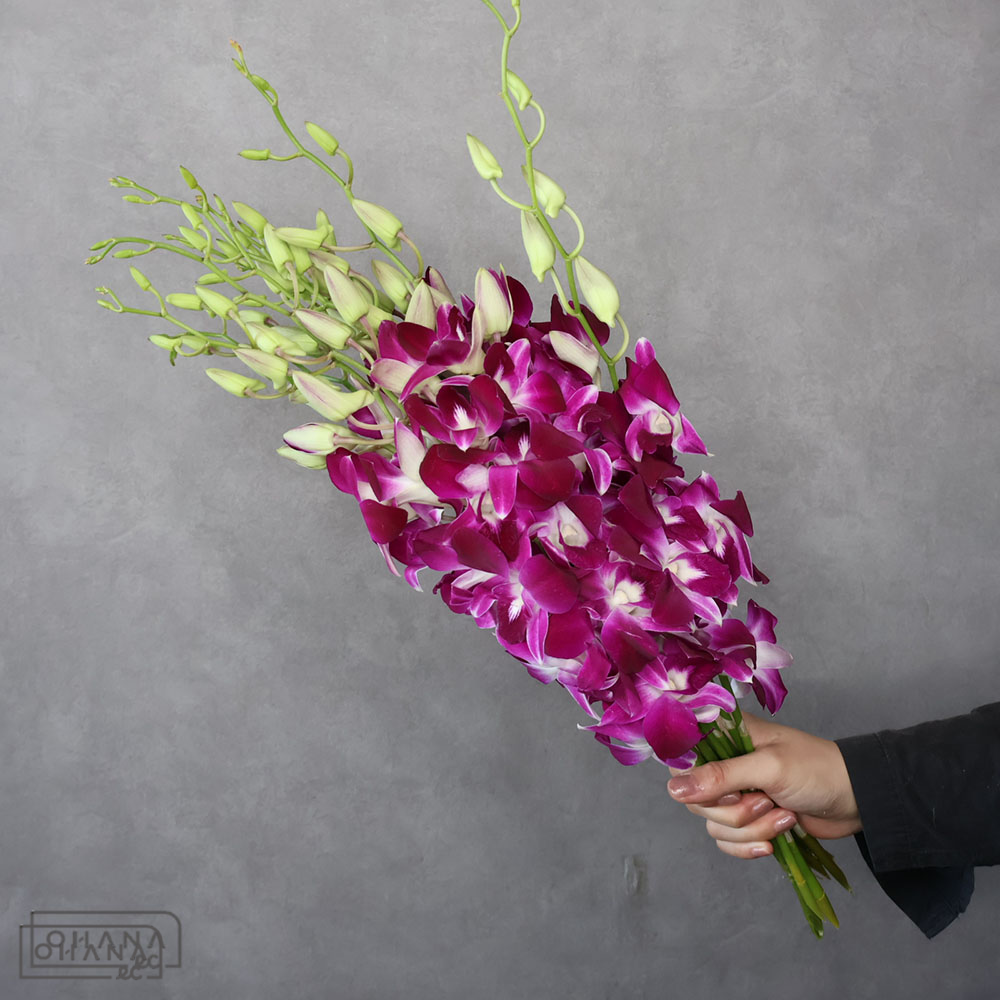 デンファーレピンク　ソニア　2L 