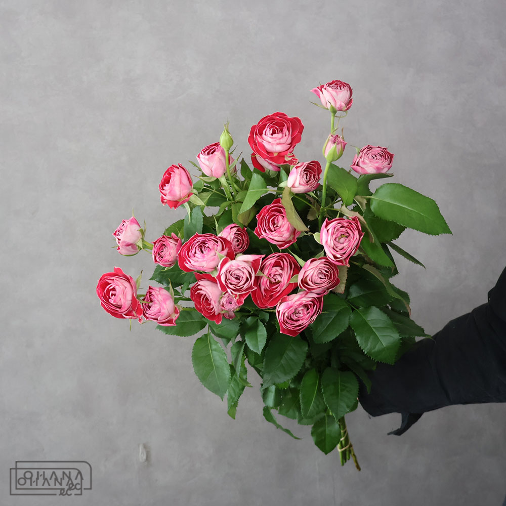 ＳＰバラ複色　チアフル　秀 70cm 