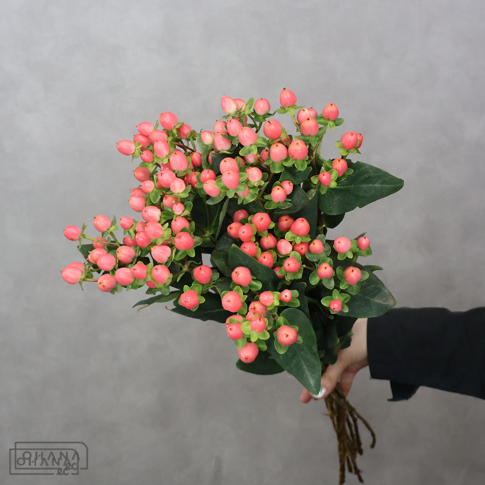 ヒペリカム　さくらロマンス　 60cm