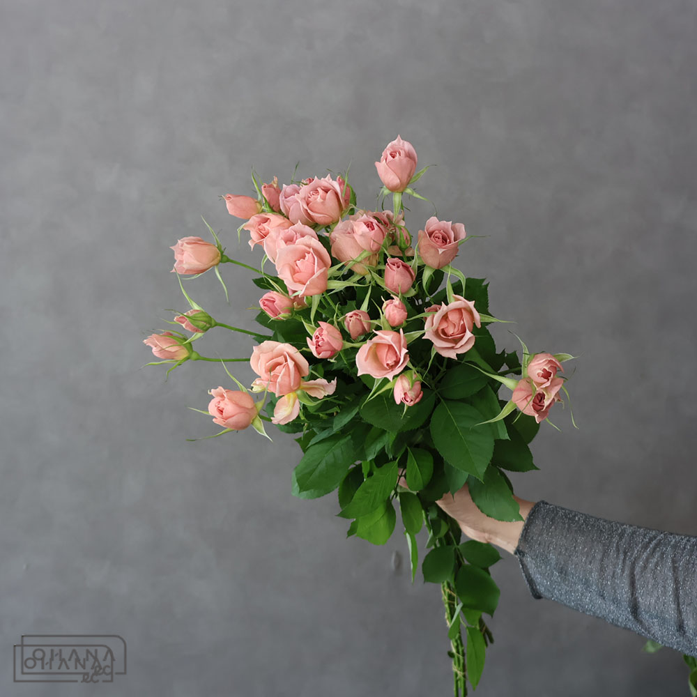 【SALE】SPバラ　シュバルツシルト ※5本束　 70-60 　※クレーム対象外