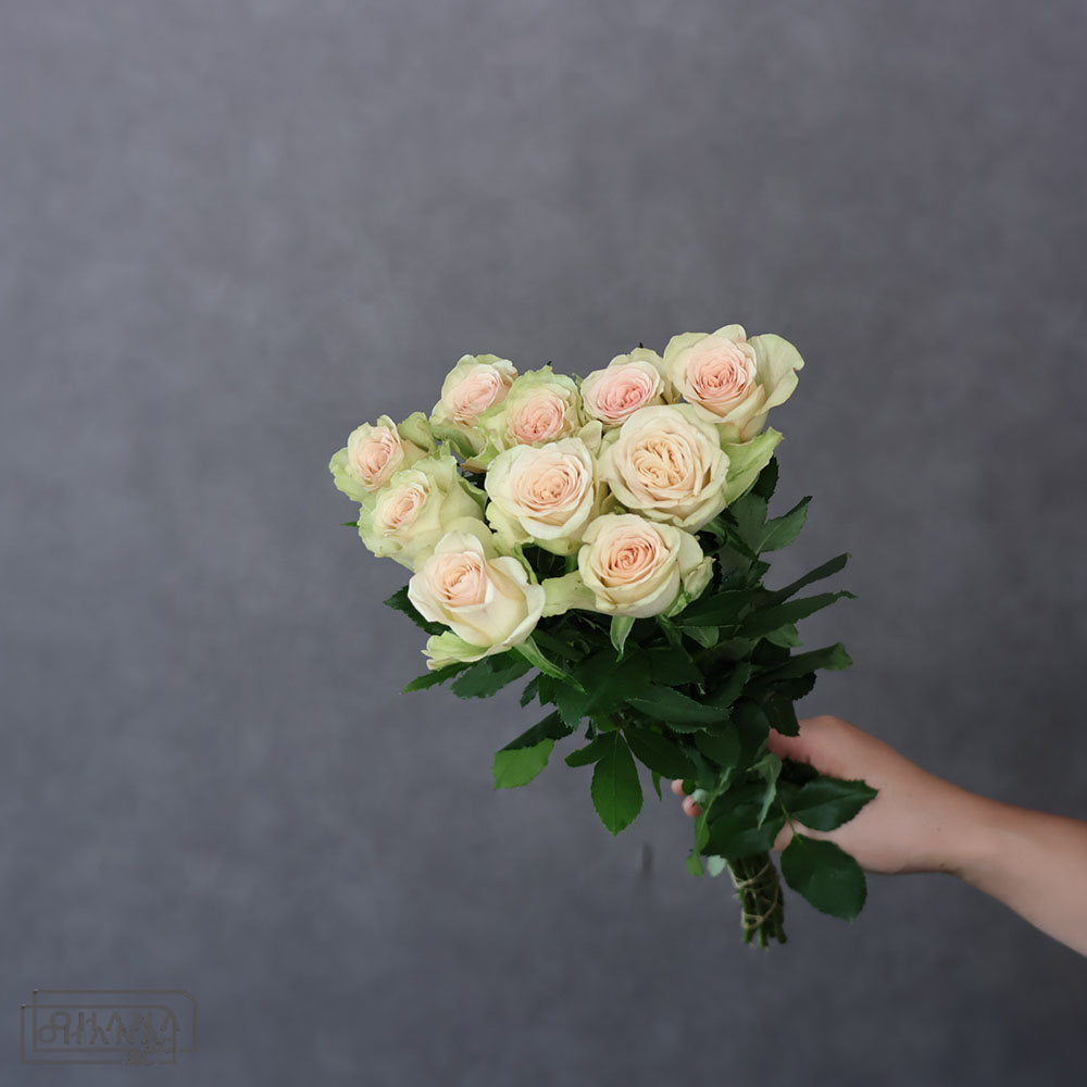 バラ茶　パンテオン　 50cm