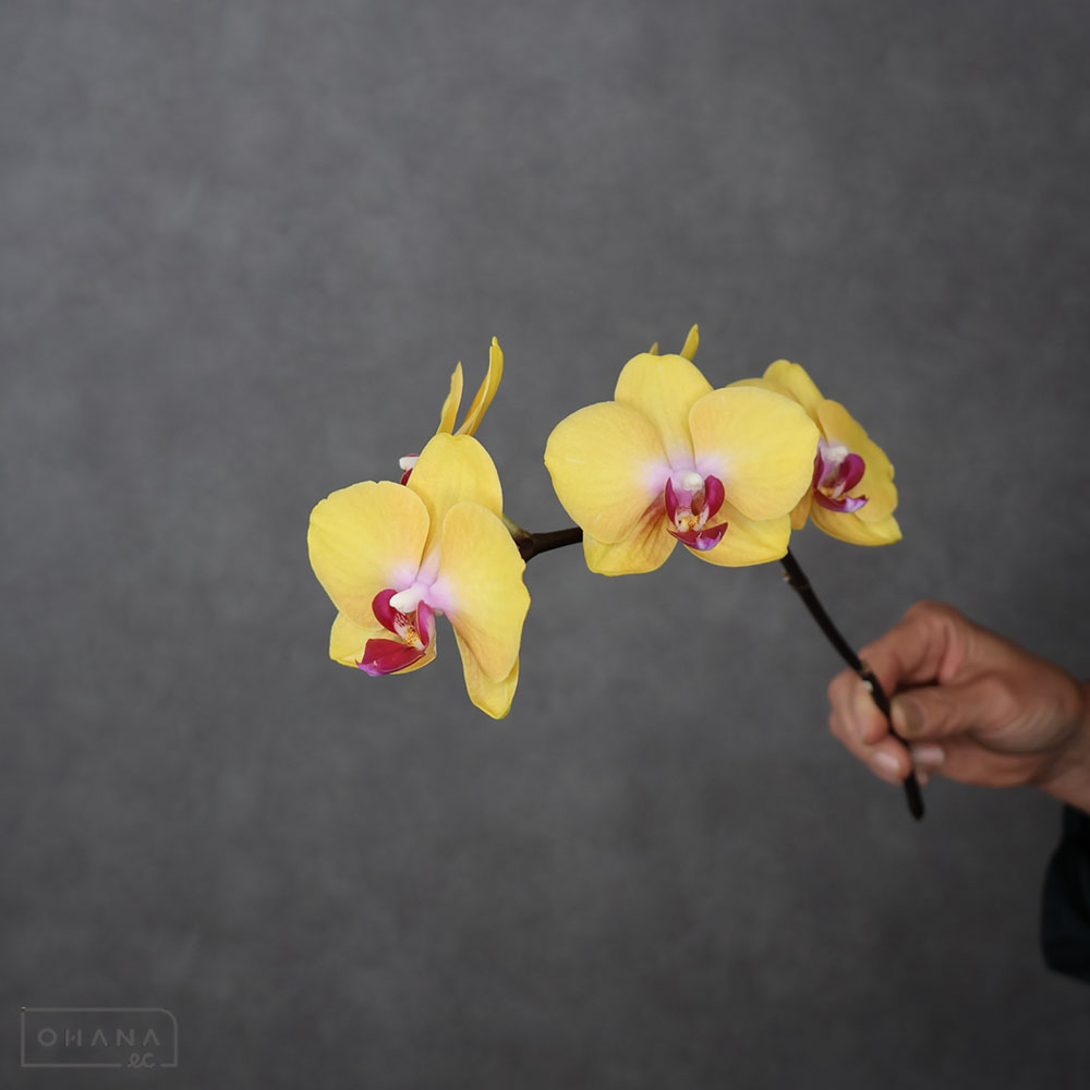 【SALE】ミディコチョウラン　ワンダ 秀 　※クレーム対象外