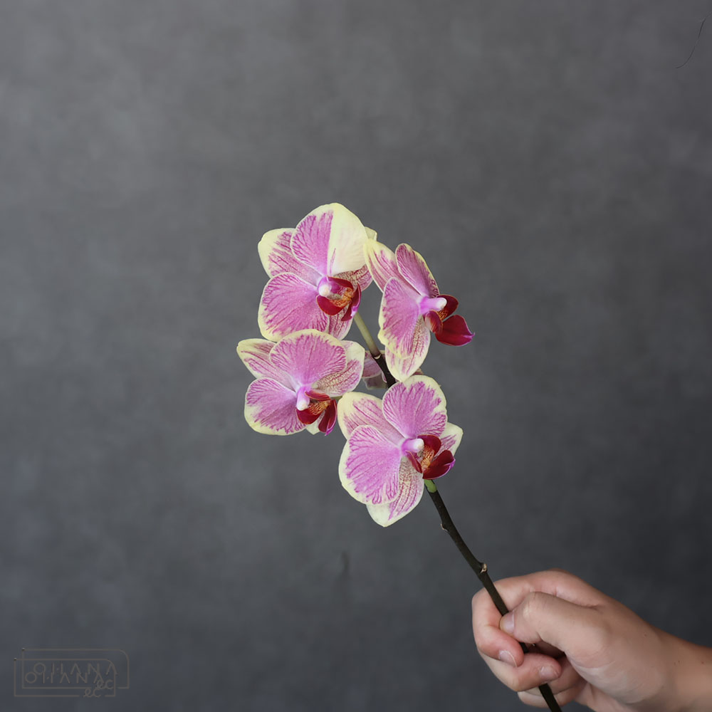 ミディコチョウラン　ノア　秀 