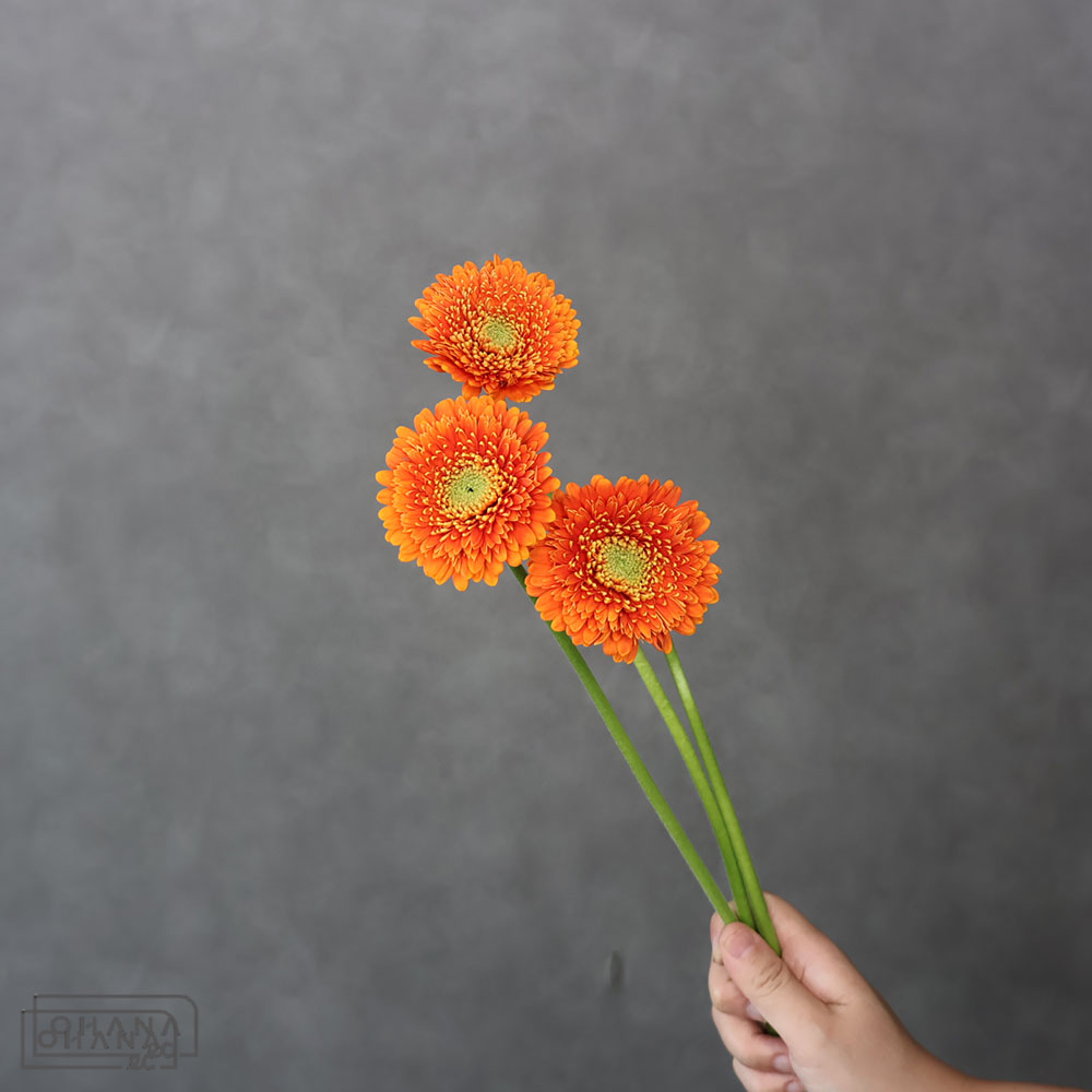 【SALE】ガーベラ　オルセン　秀 60-50cm ※クレーム対象外