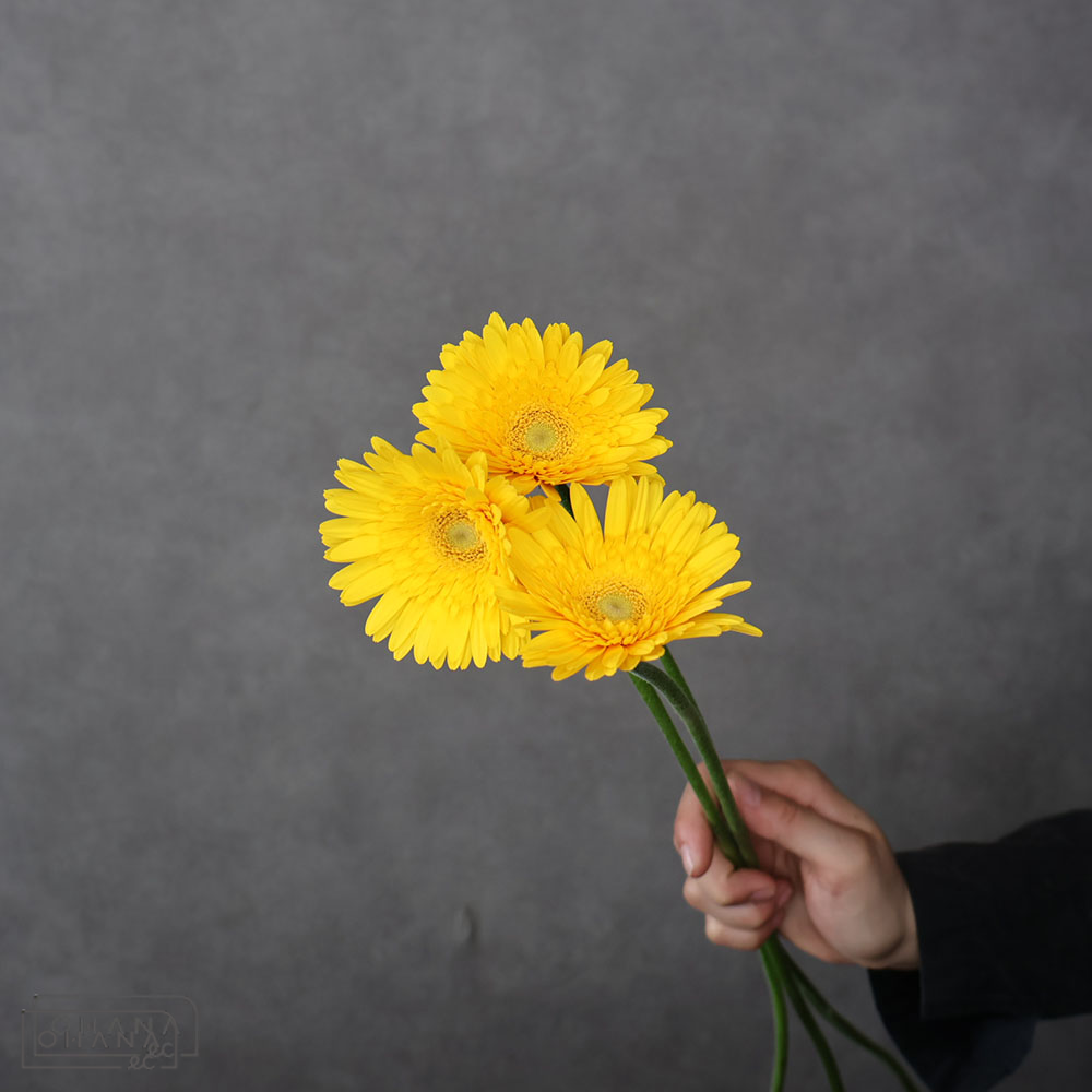 ガーベラ　リモネケーキ　秀 60cm