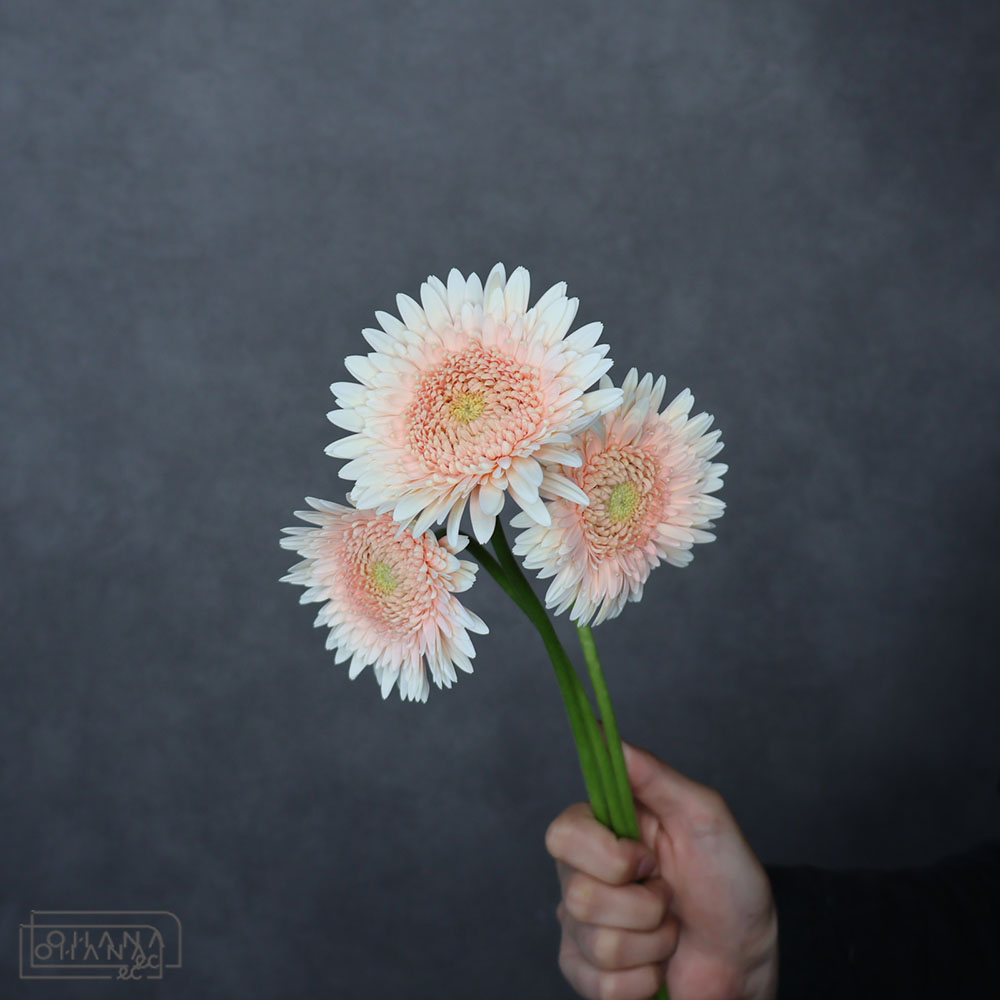 ガーベラ　テラマガ　秀 50cm