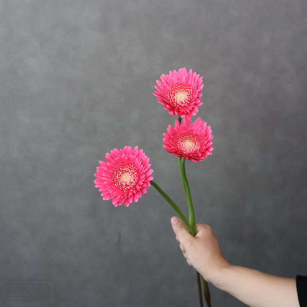 ガーベラ　テラキューピット　秀 50-40cm