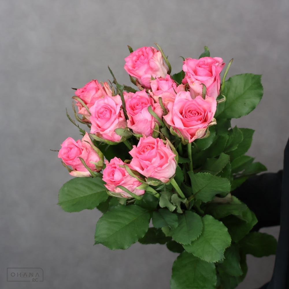 バラピンク　チェリーブリランテ　優 50-40 