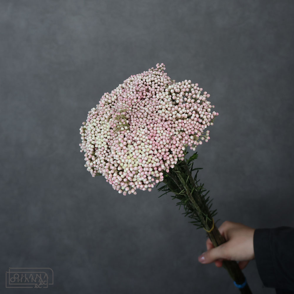 ライスフラワー ホワイト　50cm