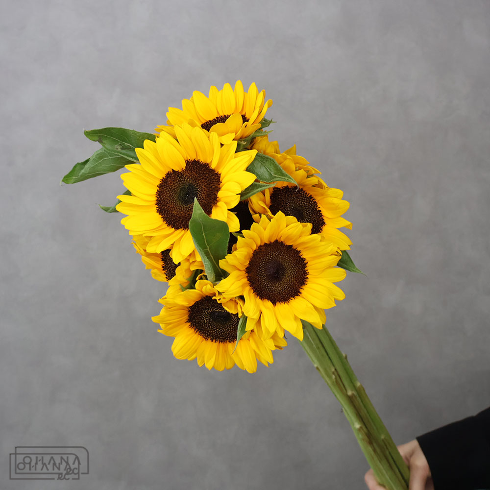ヒマワリオレンジ　サンリッチＵＰ　オレンジ 秀 70cm 花径8-10cm