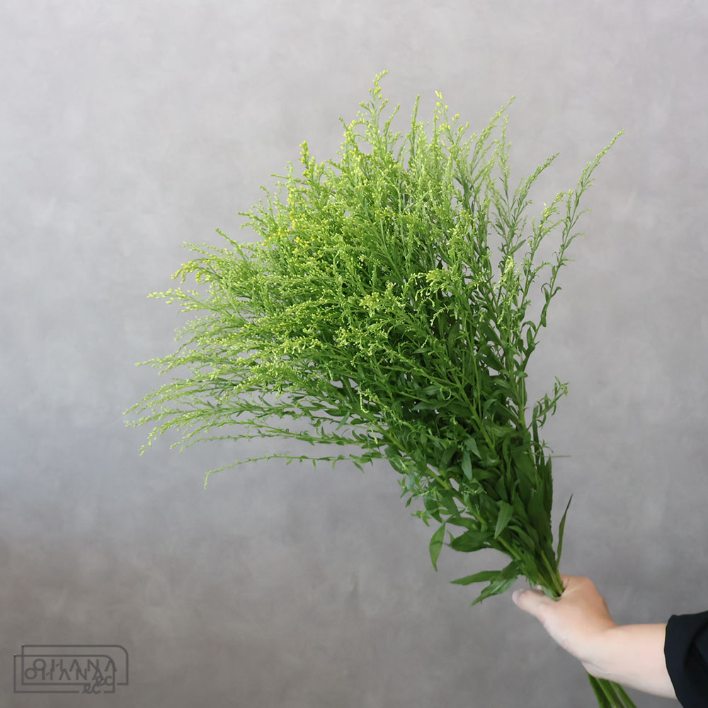 ソリダゴ　　秀L 80cm    ■発送時は75cm以下にカット