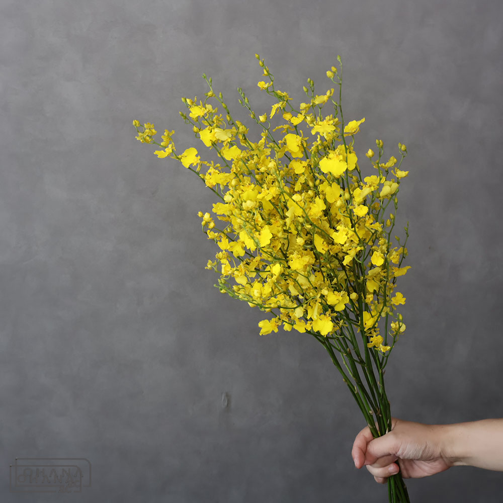 【SALE】オンシジューム　ハニーエンジェル　2L 70cm 　※クレーム対象外