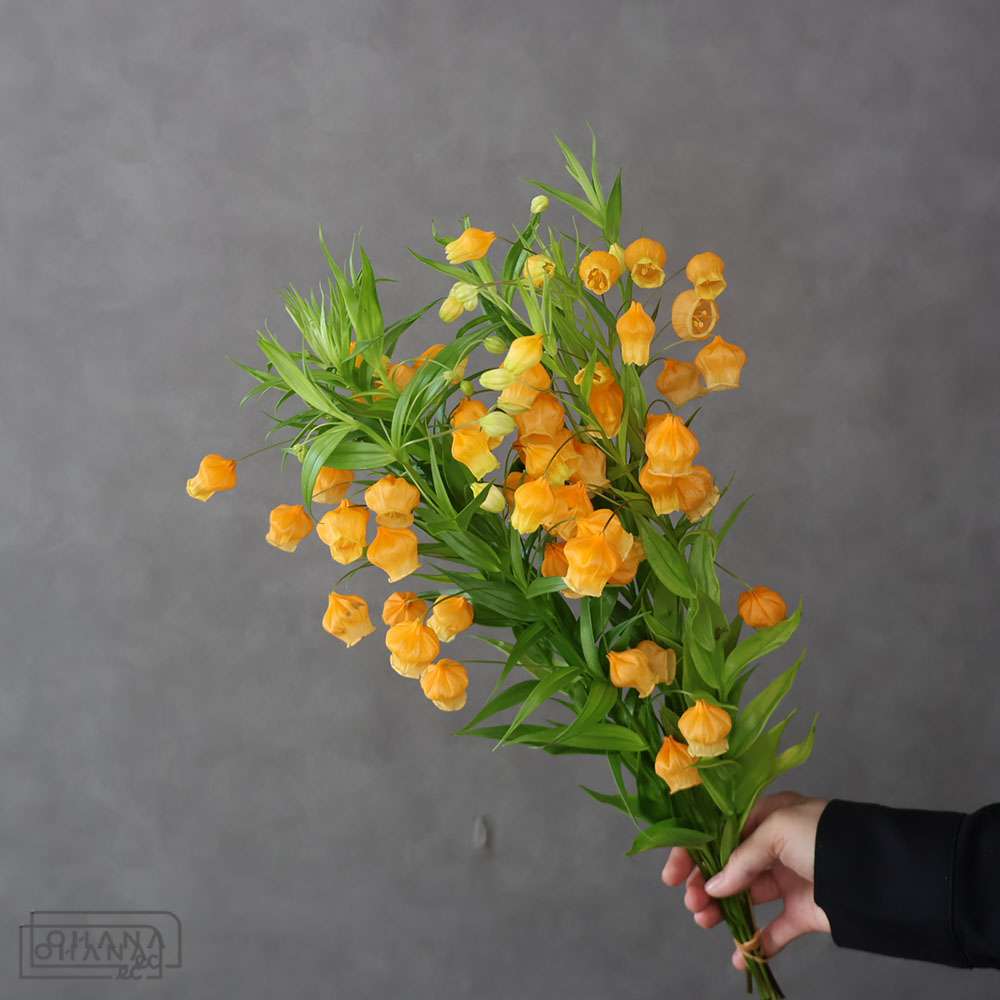 サンダーソニア　　60cm 