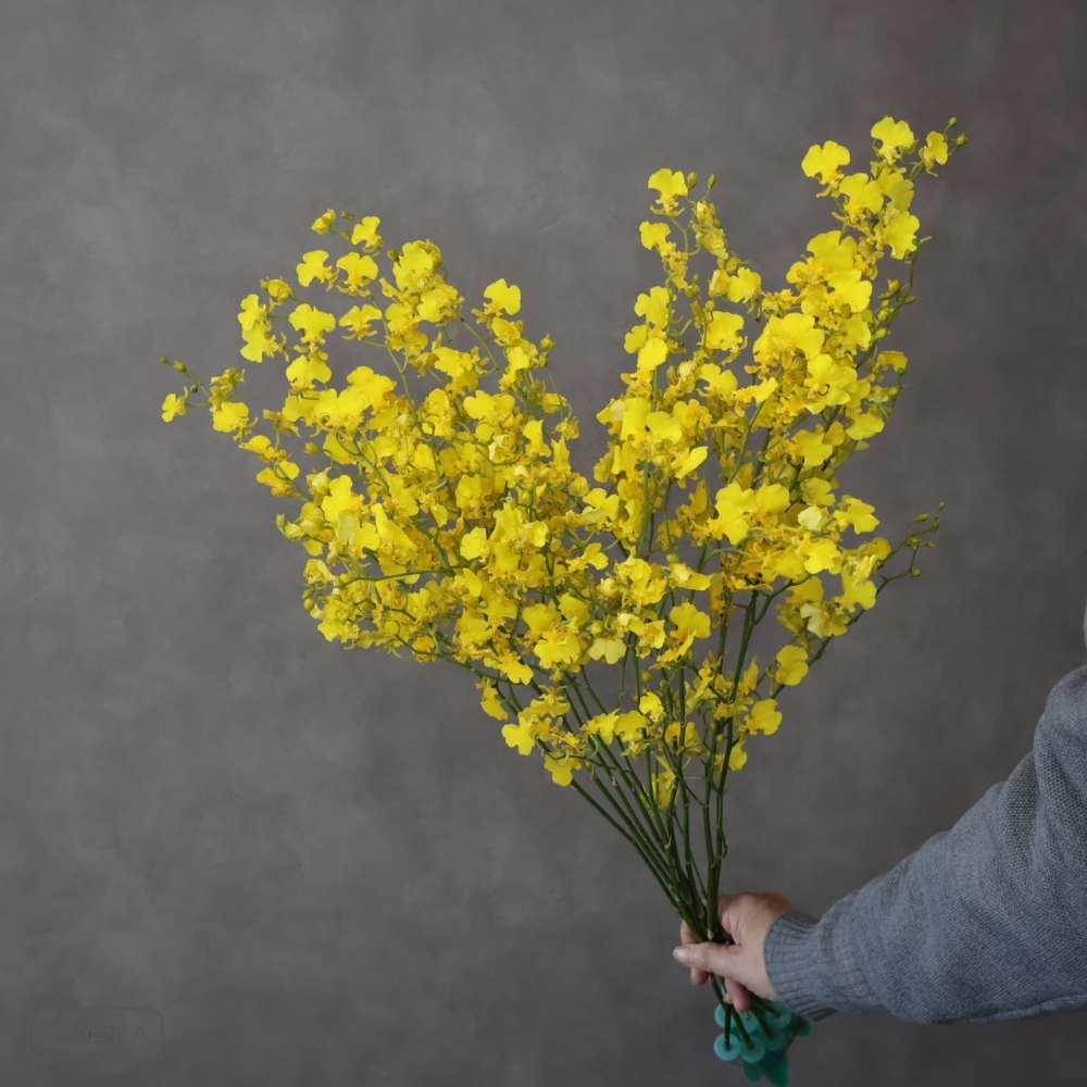 オンシジューム　ハニーエンジェル 2L 70cm 