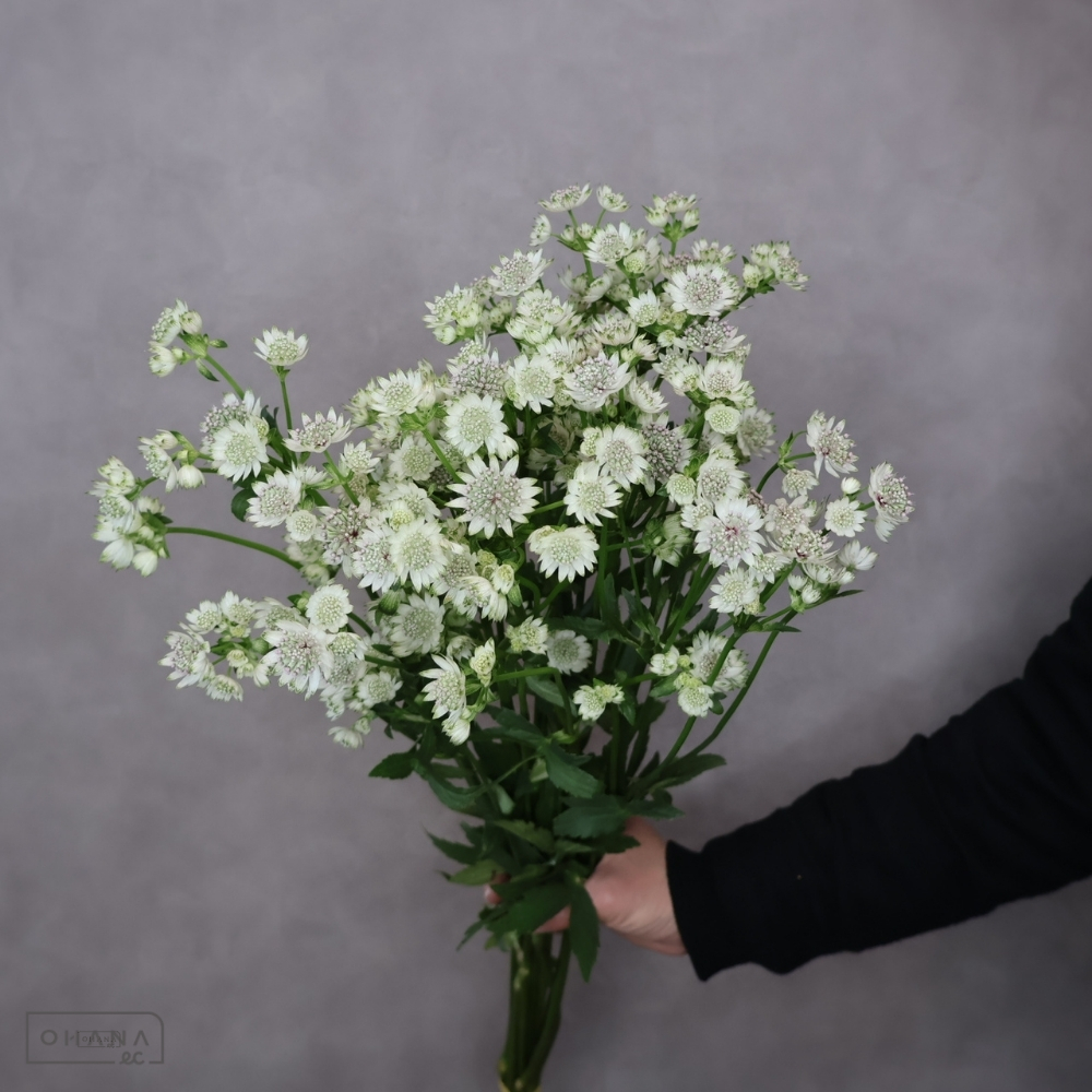 アストランティア　スターオブビリオン　 60cm